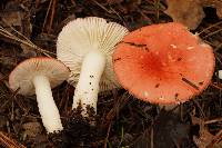 Russula subemetica image