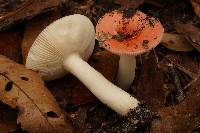 Russula subemetica image