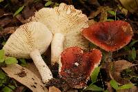 Russula vinacea image