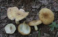 Russula ballouii image