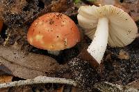 Russula fragiloides image