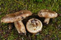 Russula dissimulans image