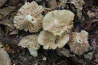 Russula eccentrica image
