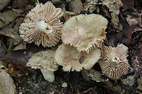 Russula eccentrica image