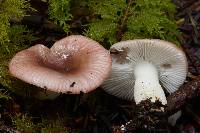 Russula fragilis image