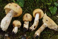 Russula fragrantissima image