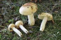 Russula grata image