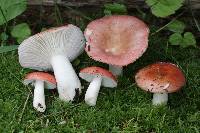 Russula montana image