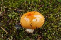 Russula paludosa image