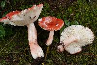 Russula peckii image