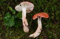 Russula peckii image