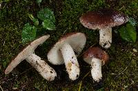 Russula vesca image