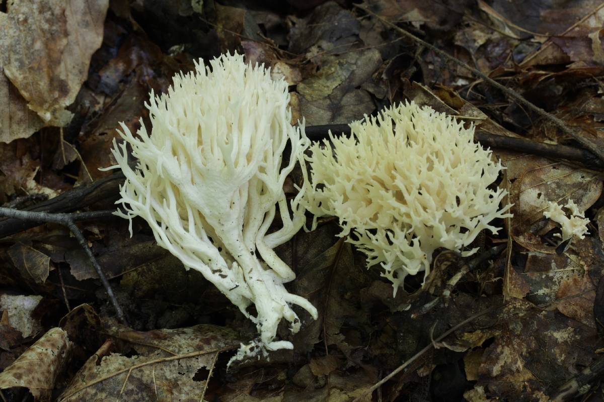 Scytinopogon angulisporus image