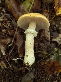 Stropharia hardii image