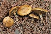 Suillus cothurnatus image