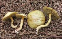 Suillus hirtellus image