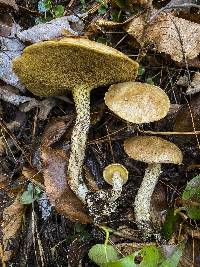 Suillus intermedius image