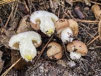 Suillus neoalbidipes image