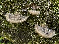 Trametes lactinea image