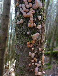 Tremella mycophaga image