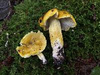 Tricholoma sejunctum image