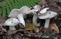 Tricholoma columbetta image