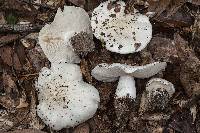 Tricholoma columbetta image