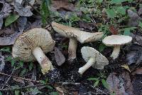 Tricholoma odorum image