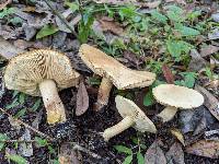 Tricholoma odorum image