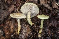 Tricholoma odorum image