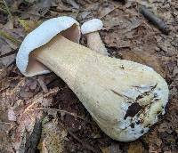 Tylopilus intermedius image