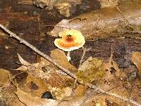 Leucoagaricus rubrotinctus image