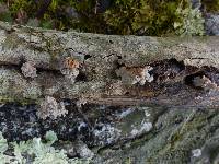 Xylaria cubensis image