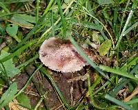Inosperma vinaceobrunneum image