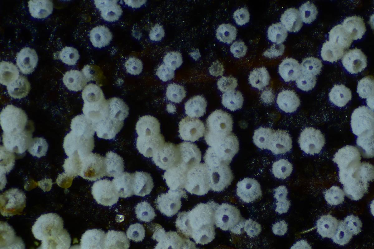 Dysrhynchis image