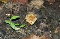 Pseudosperma squamatum image