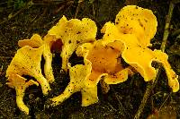 Cantharellus flavolateritius image