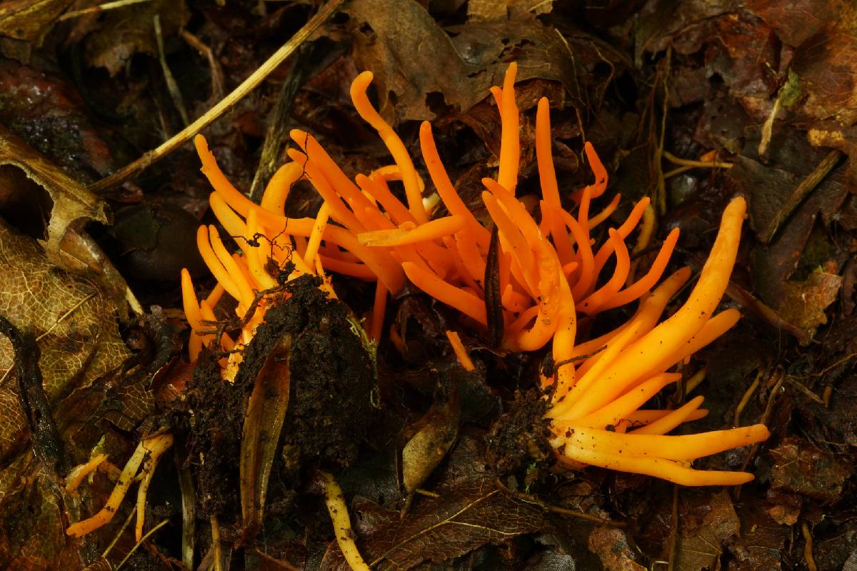 Clavulinopsis aurantiaca image