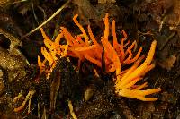 Image of Clavulinopsis aurantiaca