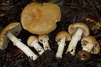 Cortinarius caperatus image