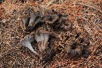 Craterellus dubius image