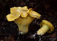 Cantharellus chicagoensis image