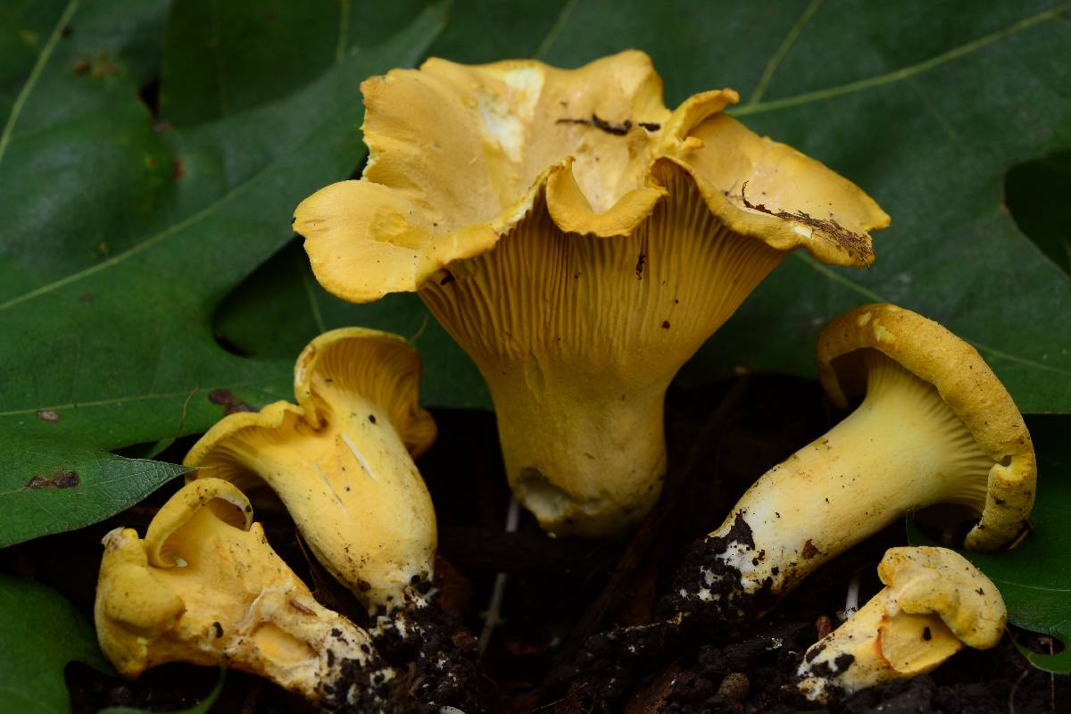 Cantharellus chicagoensis image