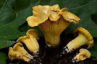 Cantharellus chicagoensis image