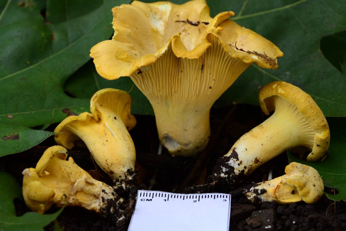 Cantharellus chicagoensis image