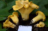 Cantharellus chicagoensis image