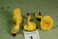 Cantharellus chicagoensis image