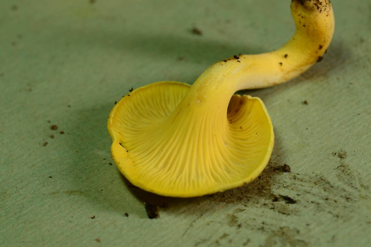 Cantharellus chicagoensis image