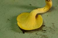 Cantharellus chicagoensis image