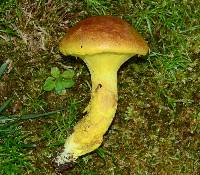 Pulveroboletus ravenelii image